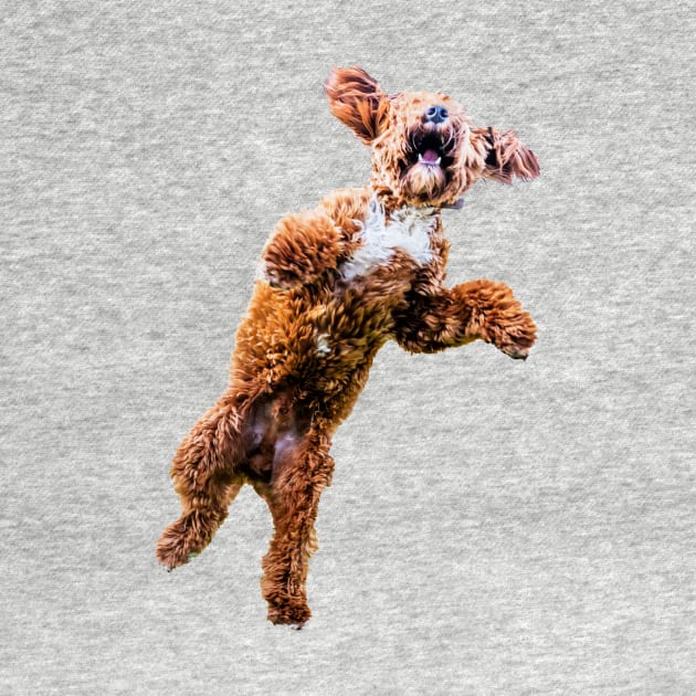 Mad Cockapoo 2 by tommysphotos